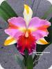 Rlc. Amazing Thailand Rainbow